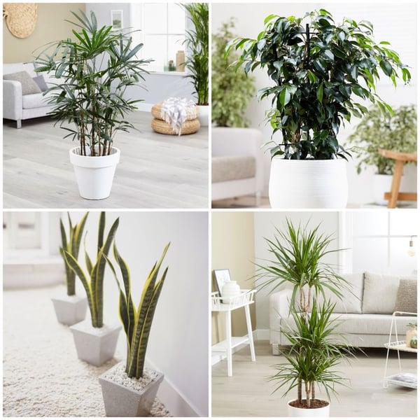 The Best Plants For Your Office